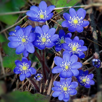 Печеночница благородная       (Hepatica nobilis)