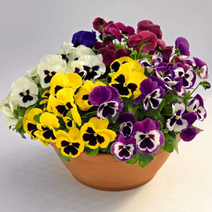 Виола Виттрока(Viola Wittrockiana)«DeluXXe  MIX»