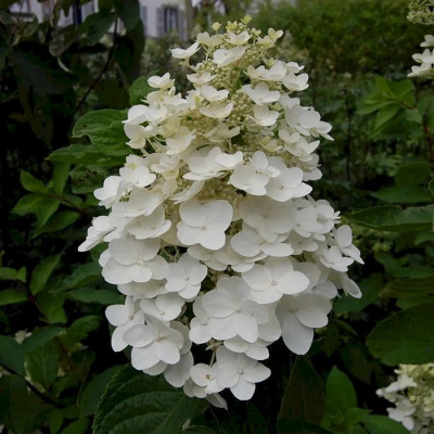 Гортензия метельчатая 'Kyushu'