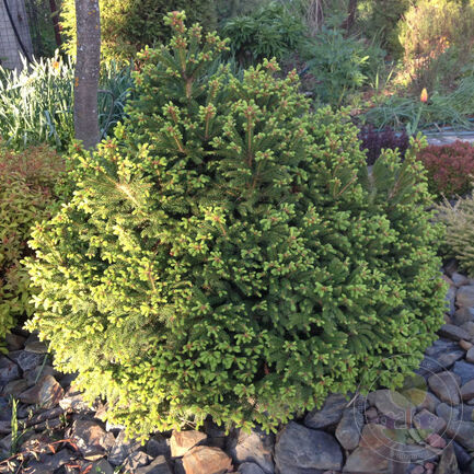 Ель обыкновенная (Picea abies) “Ohlendorffii”