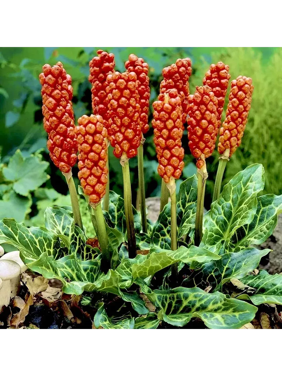 Аронник итальянский (Arum italicum)