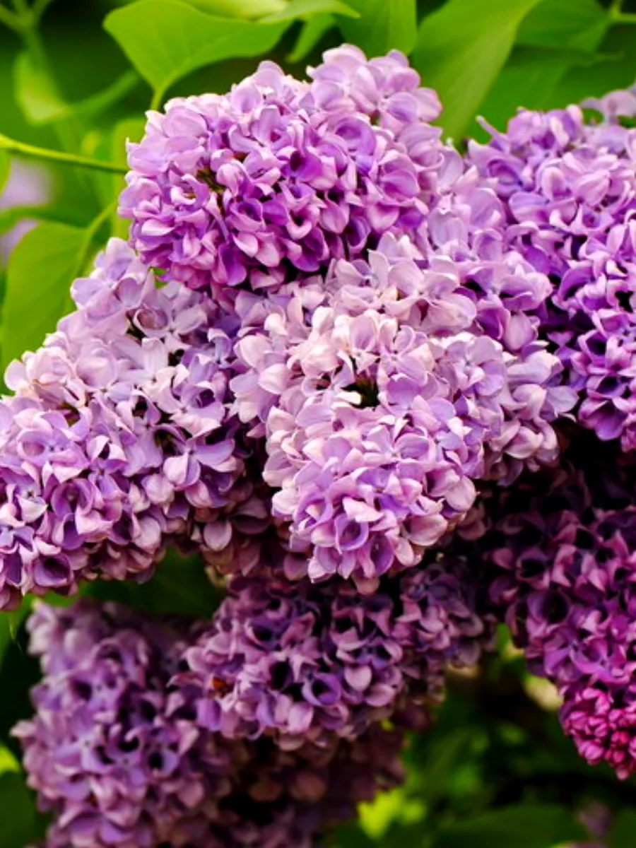 Сирень обыкновенная «Мечта»