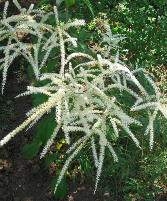 Волжанка двудомная (Aruncus) "Kneiffii"