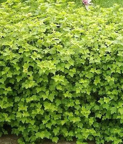 Смородина альпийская 'Schmidt'