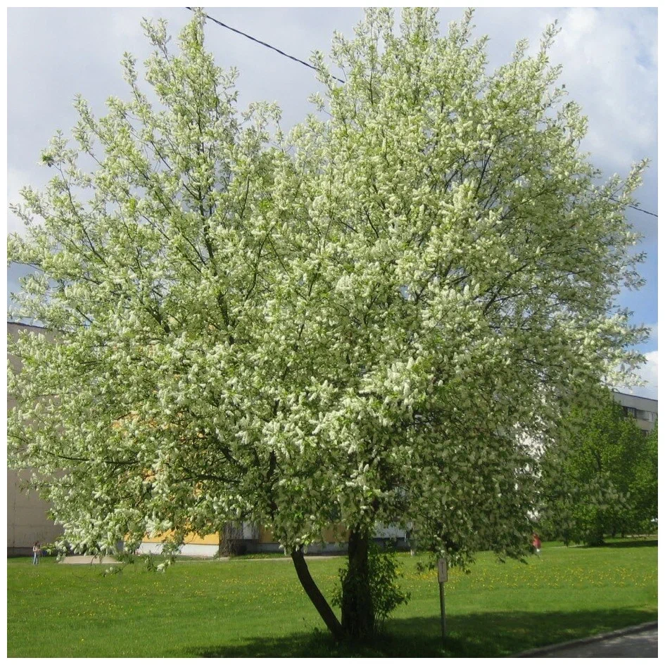 Черёмуха обыкновенная (Prunus padus)  «Альберти»