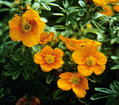 Лапчатка кустарниковая (Potentilla fruticosa) "Mango Tango"