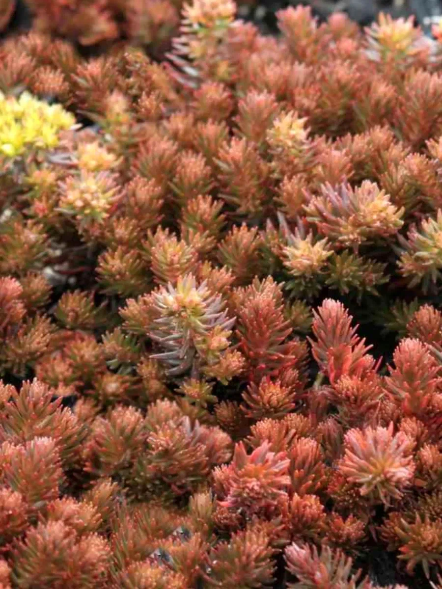 Очиток (Sedum) отогнутый "Chocolate Ball"