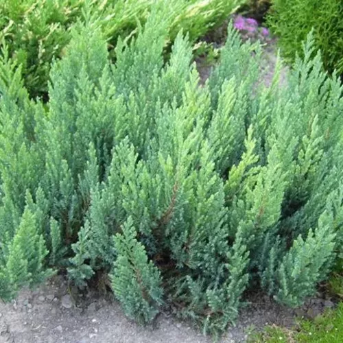 Можжевельник горизонтальный  (Juniperus horizontalis) Blue Forest