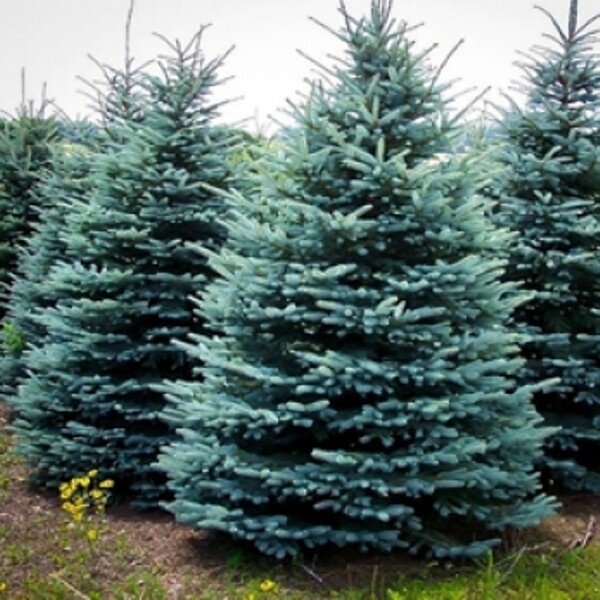 Ель колючая (Picea pungens) «Super Blue Seedling»