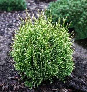 Туя западная (Thúja occidentális) «Miss Frosty»