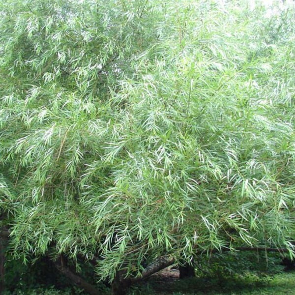 Ива ложнолинейная  (Salix)‘Шверина Улучшенная’