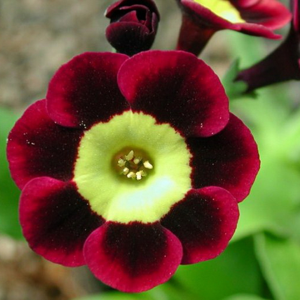 Примула ушковая (Primula auricula)       «Ted Roberts»