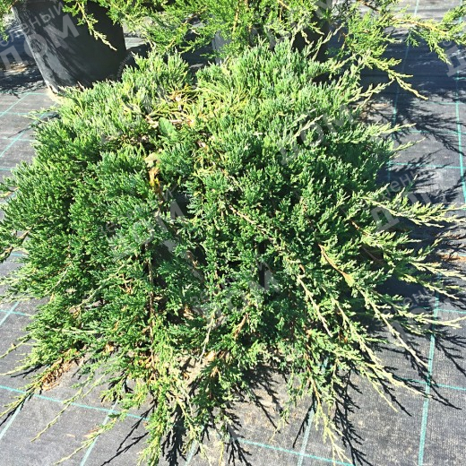 Можжевельник горизонтальный (Juniperus horizontalis) “'Jade River”*