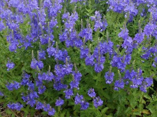 Вероника широколистная (Veronica teucrium) «Royal Blue»