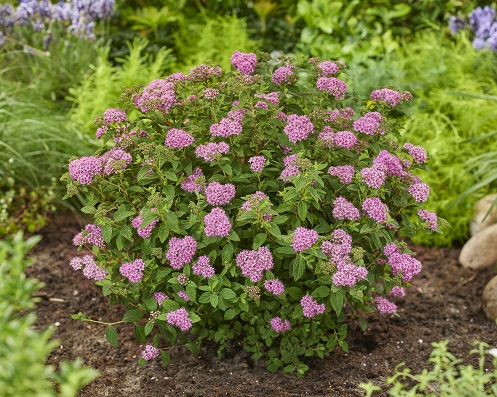 Спирея японская (Spiraea japonica)  «Fenna»