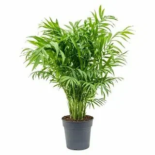 Хамедорея изящная