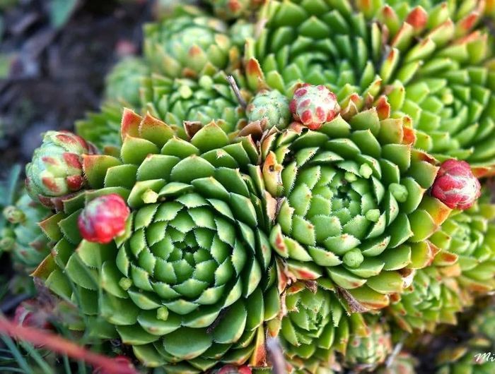 Молодило (Sempervivum)