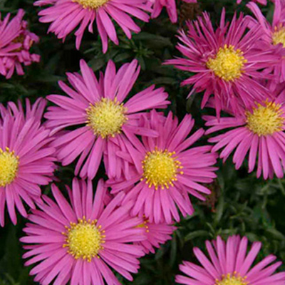 Астра кустарниковая (Astra dumosum) "Island Bahamas"