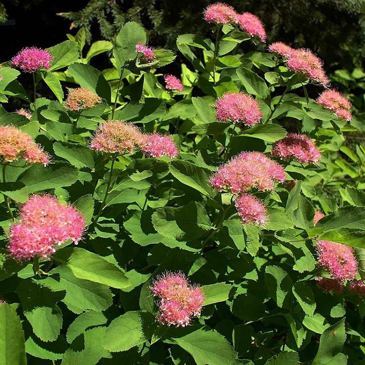 Спирея японская "Ruberrima", Goldflame", "Macrophylla" ком 