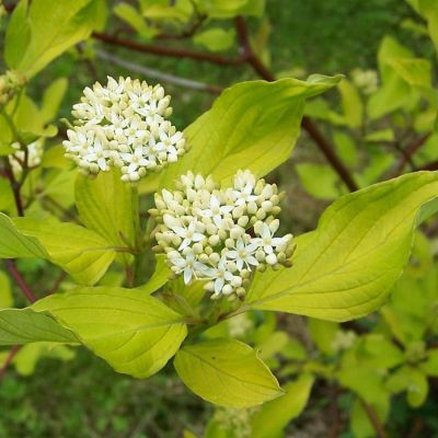 Дёрен белый               (Cornus alba)
