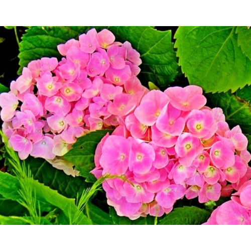 Гортензия крупнолистная (Hydrangea macrophylla) «Forever & Ever Pink»