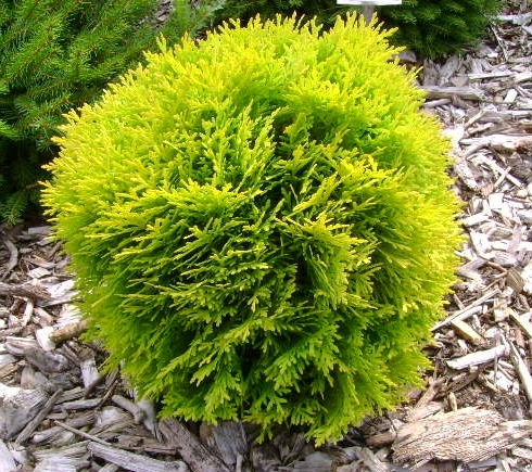 Туя западная (Thuja oссidentalis) «Amber Glow’»