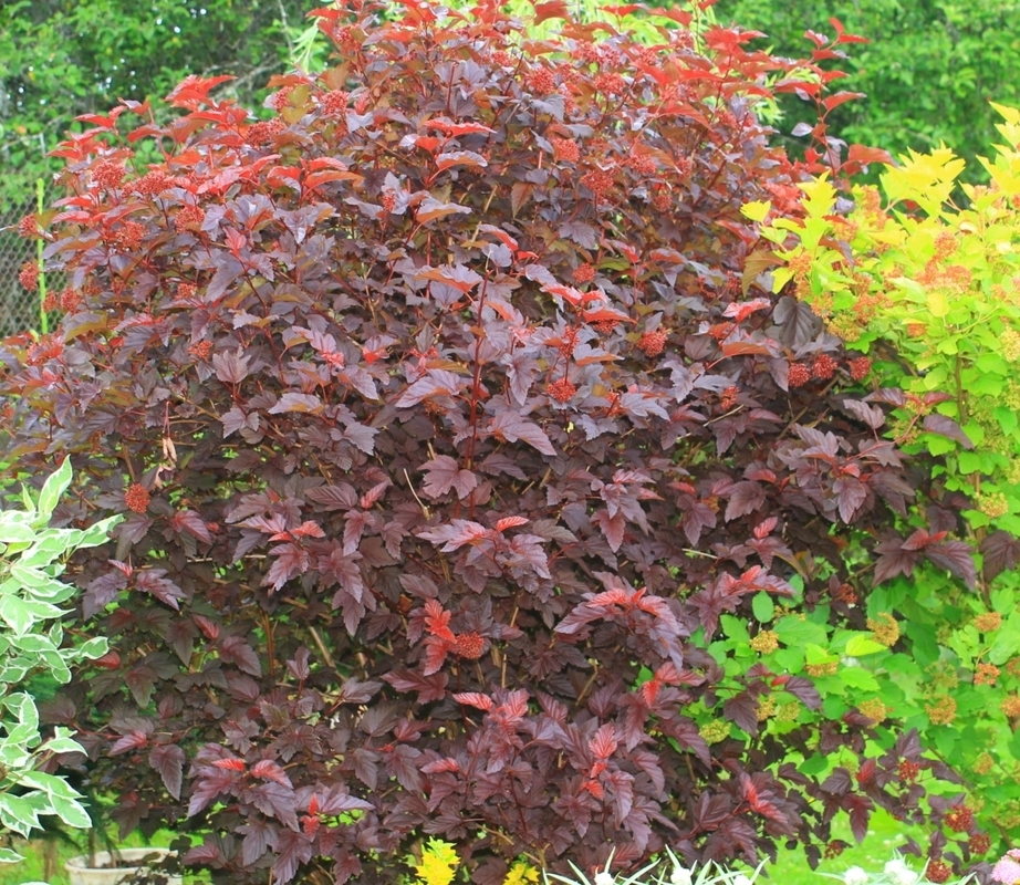 Пузыреплодник калинолистный (Physocarpus opulifolius) “Fireside”