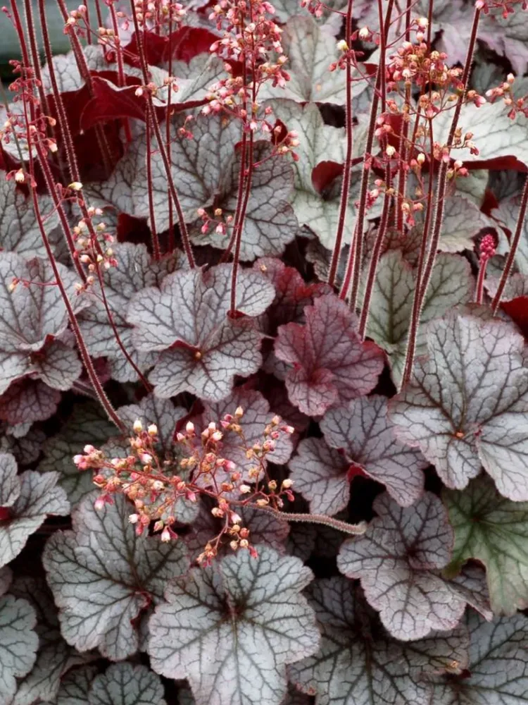 Гейхера  (Heuchera) «Northern Exposure Silver»