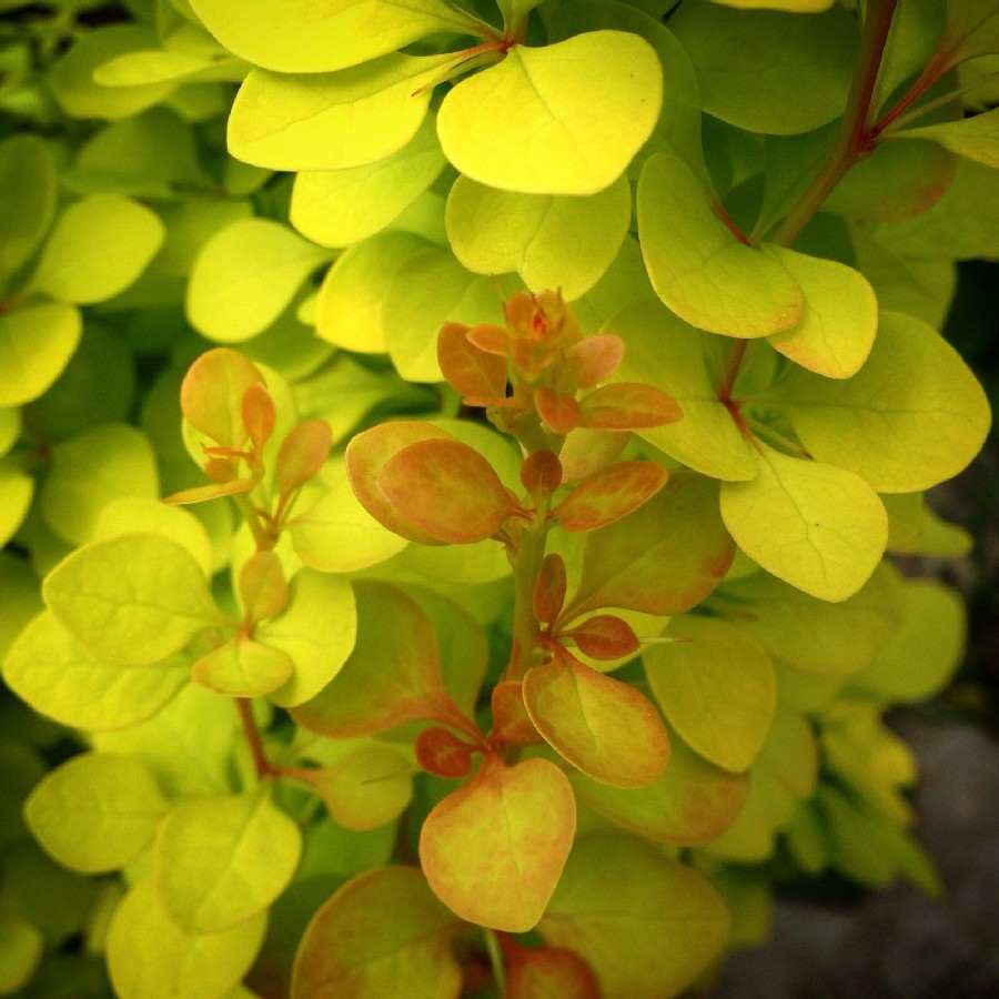 Барбарис Тунберга (Berberis thunbergii) "Yellow Tower"