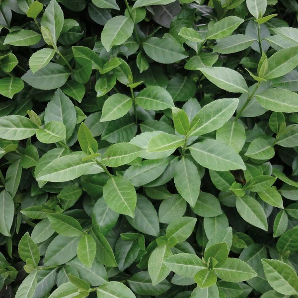 Бересклет Форчуна  (Euonymus fortunei) «Darts Blanket»