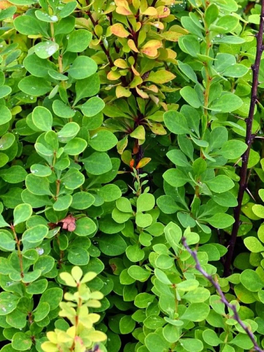 Барбарис Тунберга (Berberis thunbergii) "Erecta"