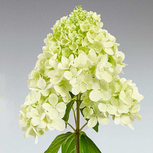 Гортензия метельчатая (Hydrangea paniculata) «Pantonella»