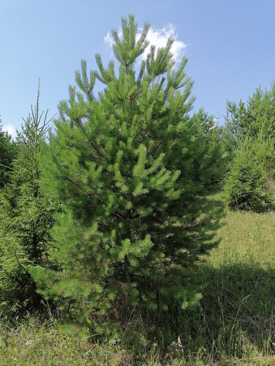 Сосна обыкновенная сибирская (ком)