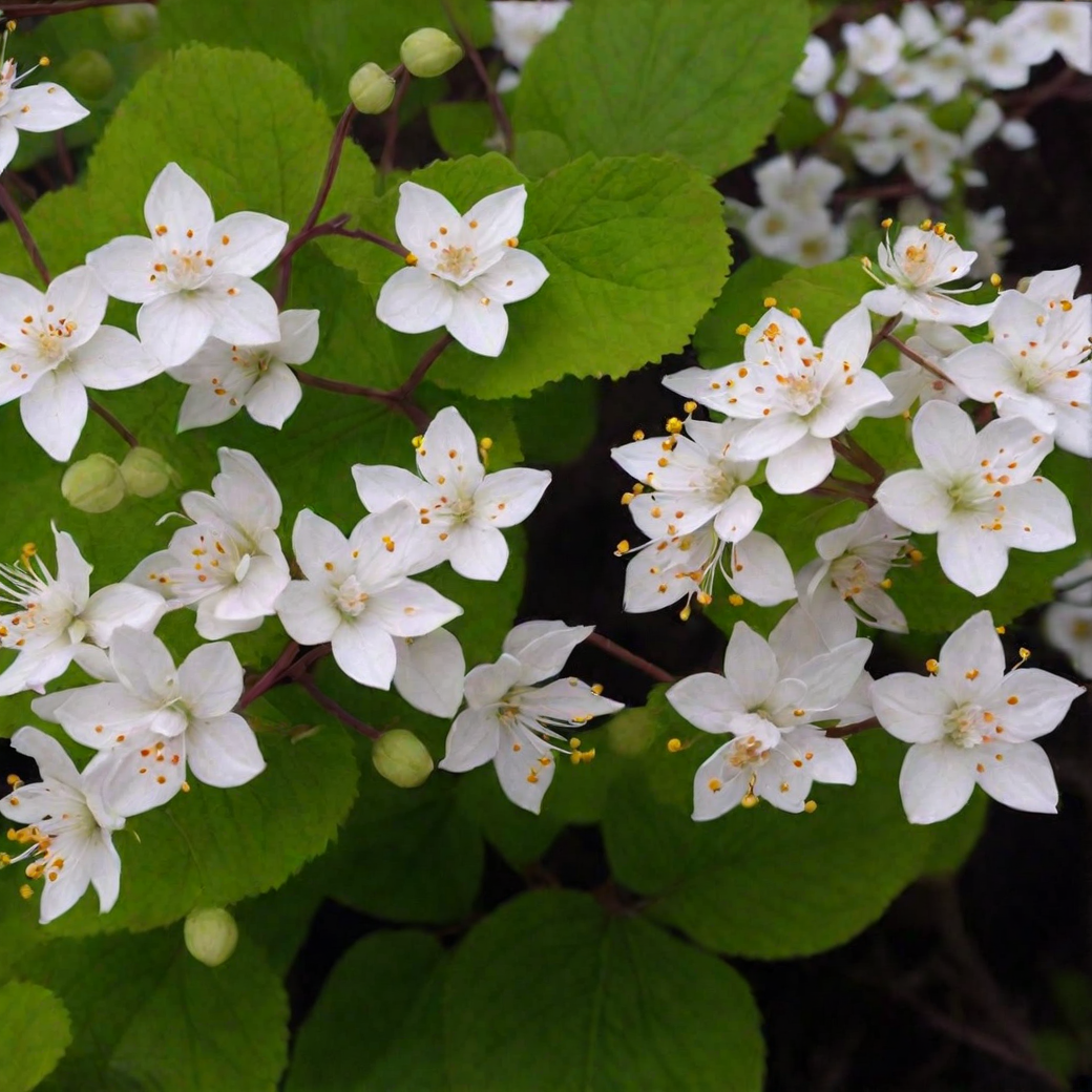 Дейция городчатая (Deutzia) «Dippon»