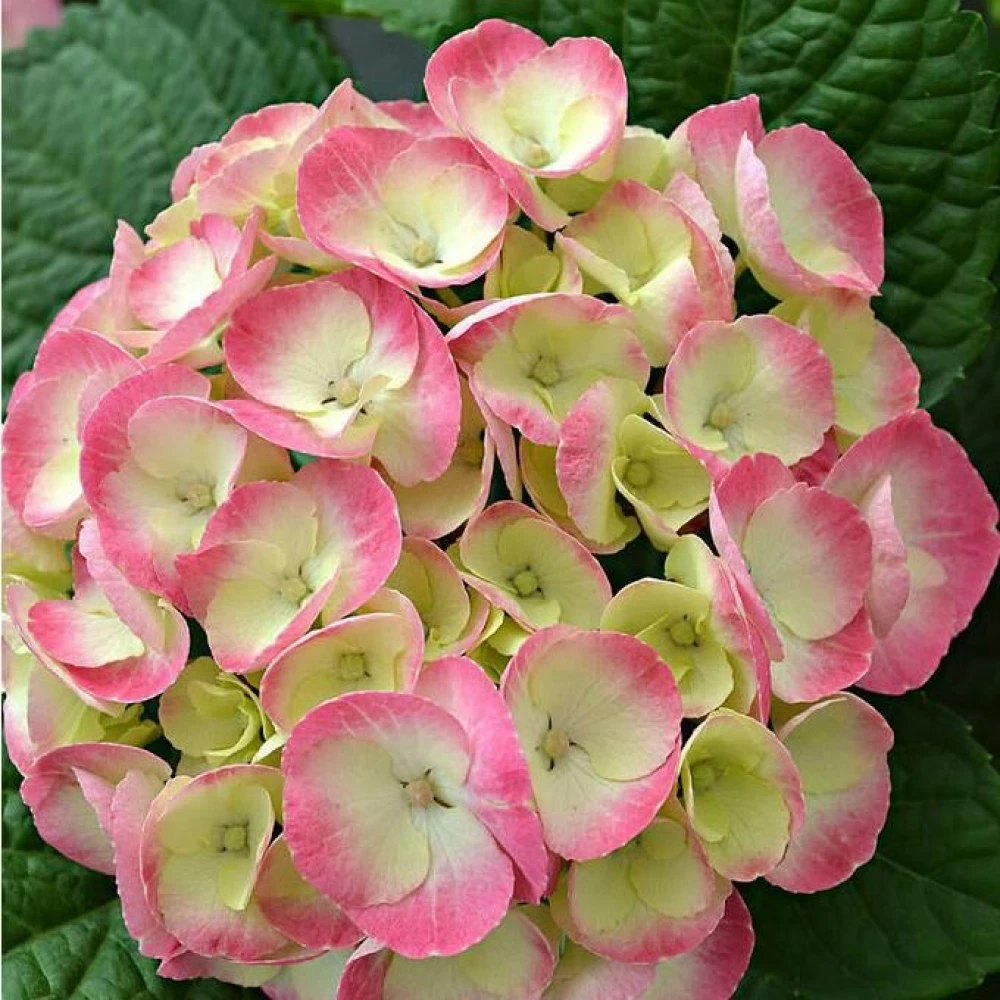 Гортензия крупнолистовая "Rembrandt Dolce Chic"