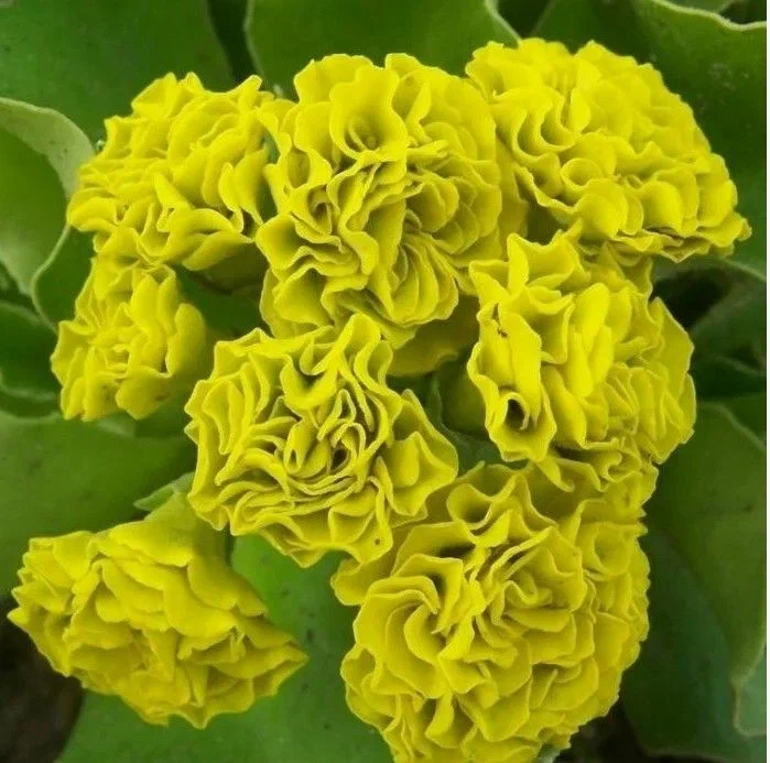 Примула ушковая (Primula auricula) «Forest Lemon»