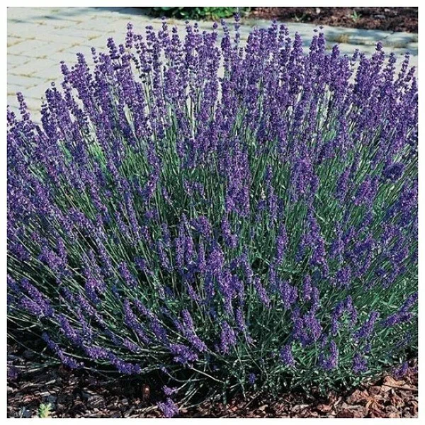 Лаванда узколистная (Lavandula angustifolia) “Hidcote Blue”