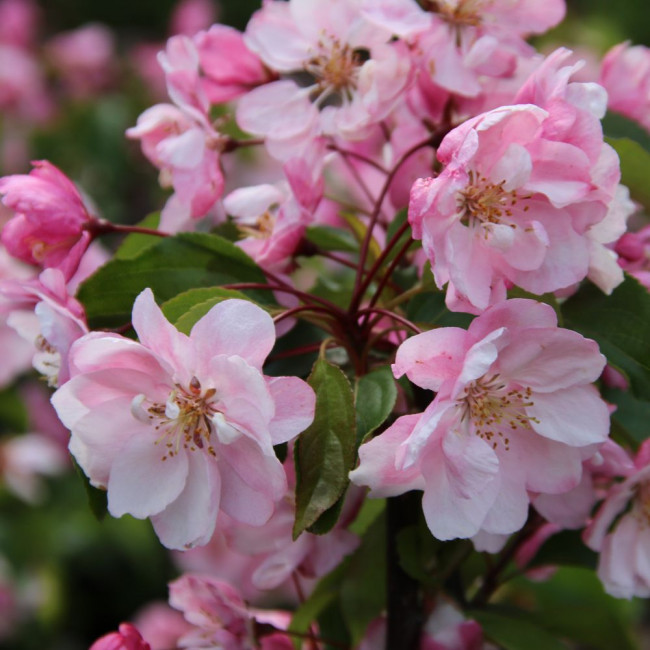 Яблоня декоративная “Van Eseltine”