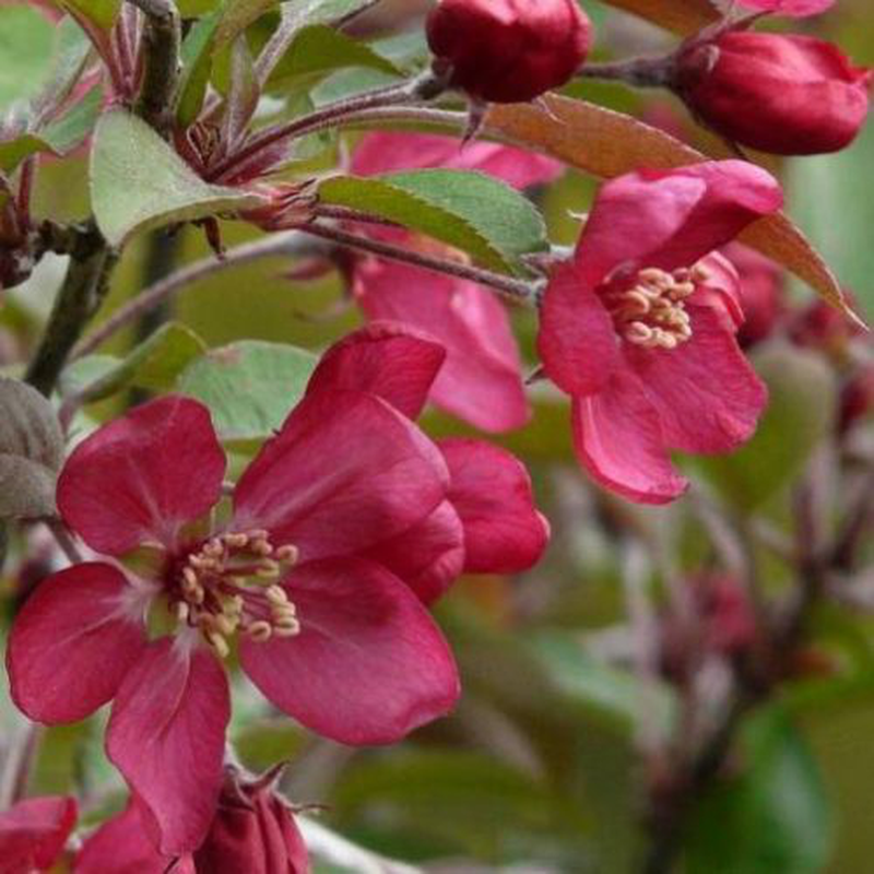 Яблоня декоративная «Brandy Magic»