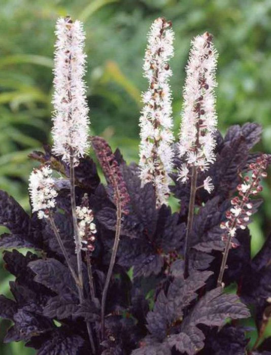 Клопогон             (Cimicifuga ramosa) «Brunette»