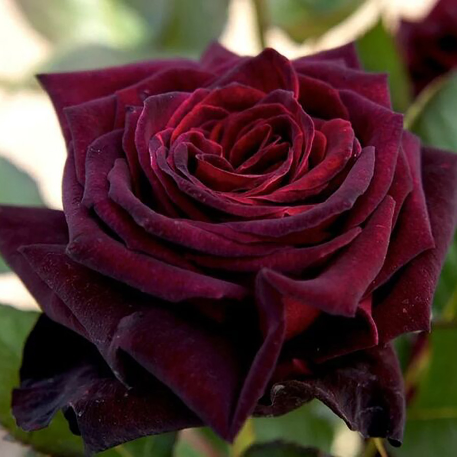 Black Baccara