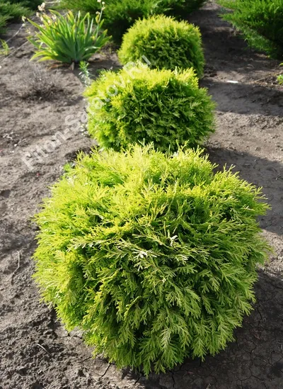 Туя западная  (Thuja occidentalis)   Globosa Gold