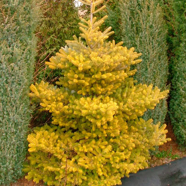 Пихта корейская (Abies koreana)«Yellow»