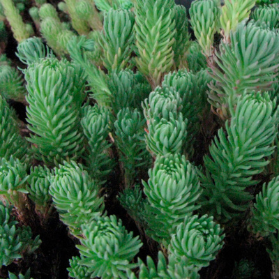 Очиток Фостера (Sedum fosterianum) 'Elegans'