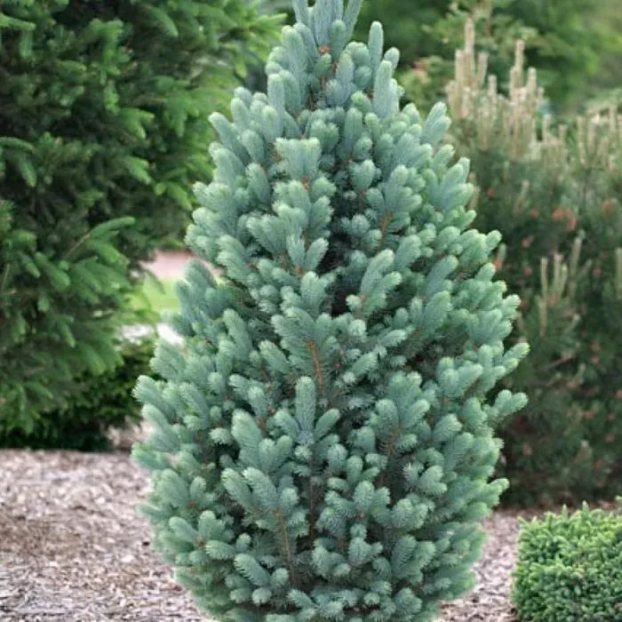 Ель колючая "Iseli Fastigiate"