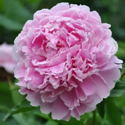 Sarah Bernhardt Unique