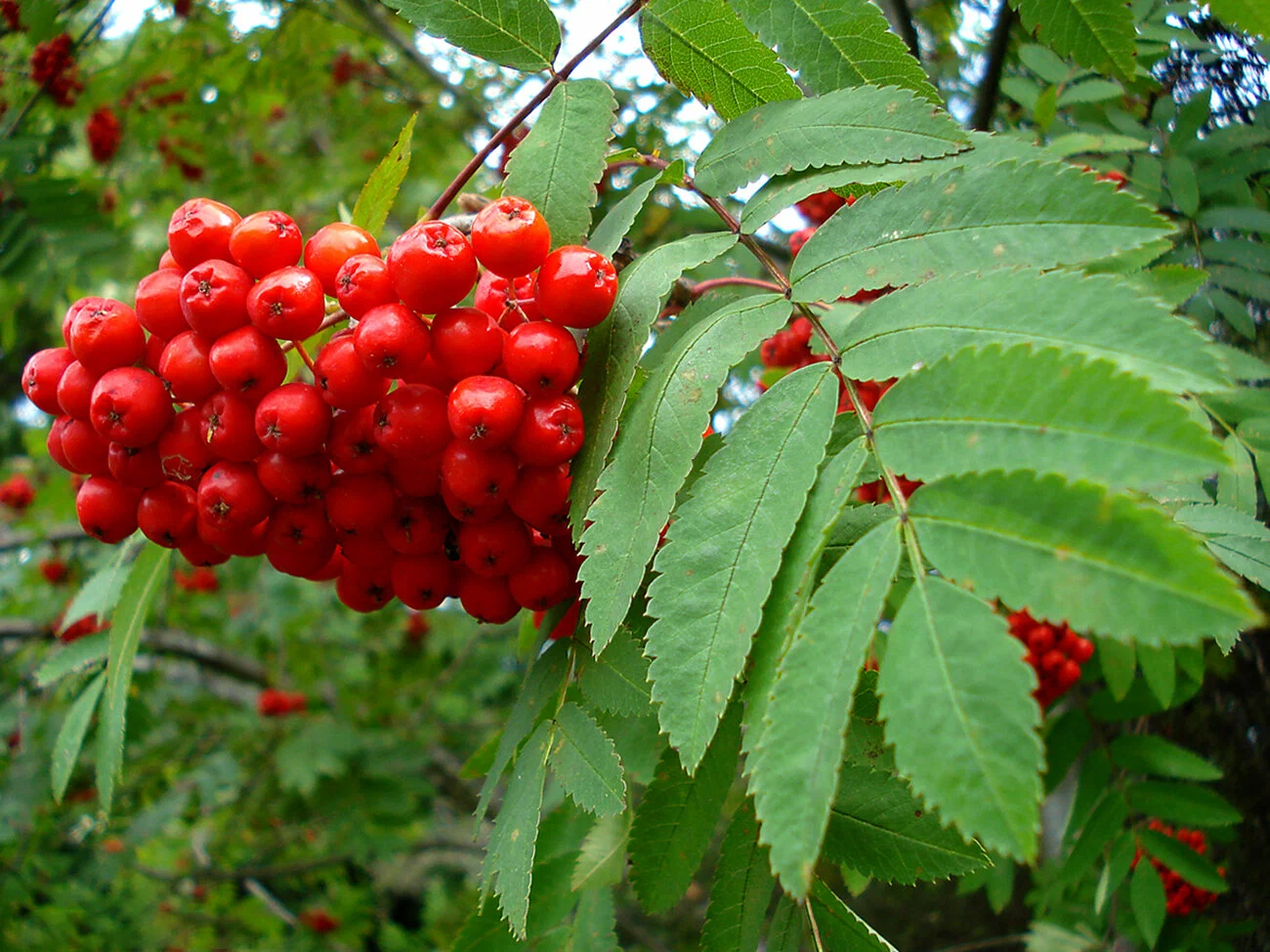 Рябина обыкновенная(Sorbus aucuparia) «Wettra»