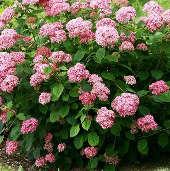 Гортензия древовидная "Candybelle Stend Up Pink"