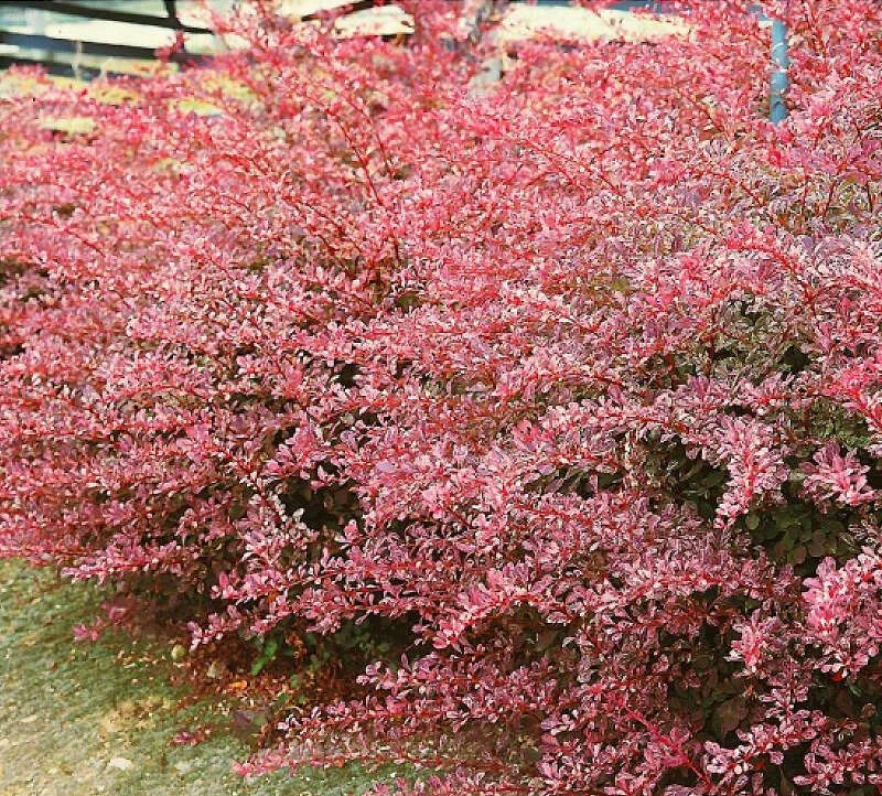 Барбарис Тунберга "Flamingo"