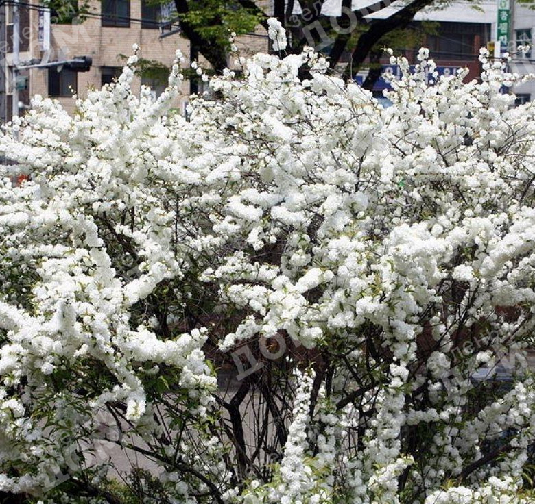 Вишня железистатая  «Alba Plena»